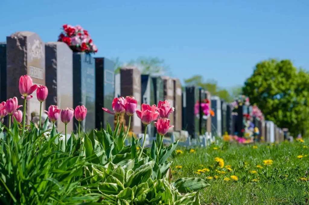 Tulipes roses fleuries devant une alignée de monuments funéraires.