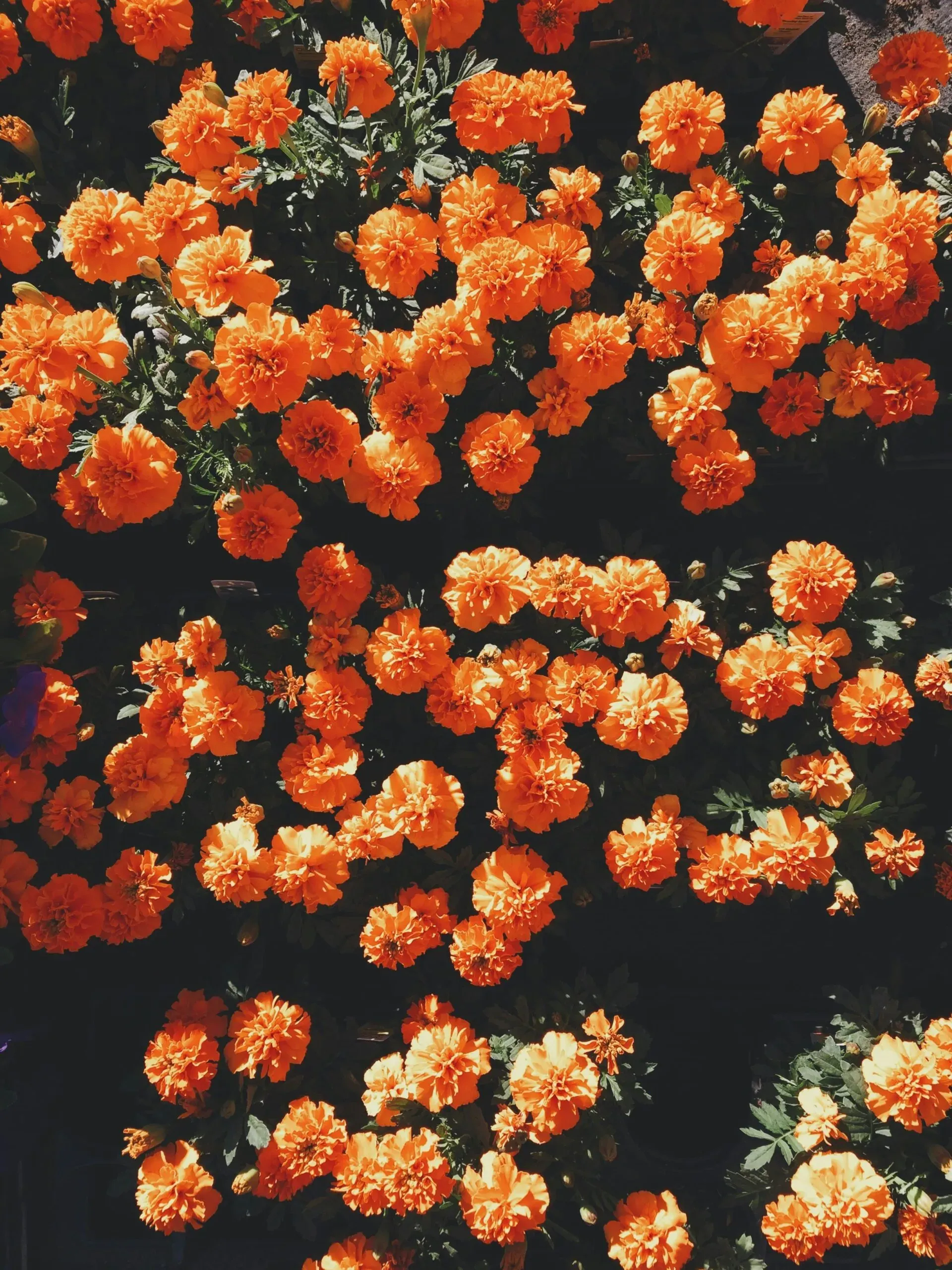 Vue rapprochée de nombreuses fleurs de marigold de couleur orange vif.